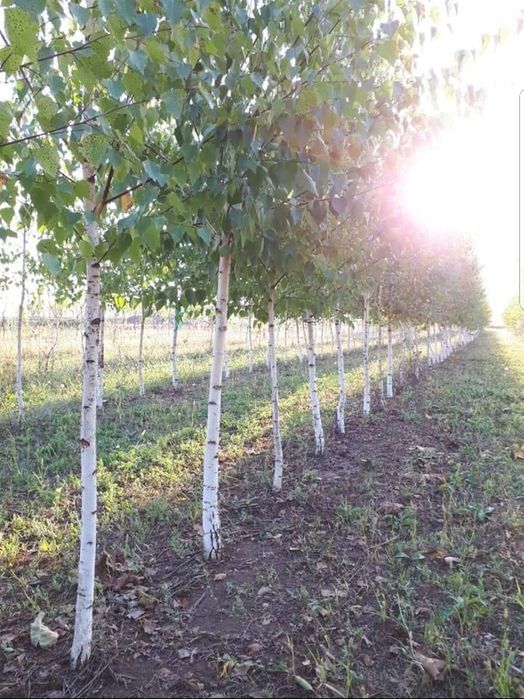 Mesteacan cu coaja alba 2m - 7m  ( betula pendula ) copaci ornamentali