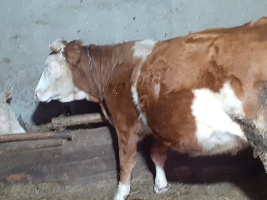 De vanzare vaca  4 ani gestanta in 7 luni