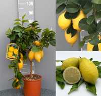 Лимонови дръвчета цена 75 лв. Лимон цена лимон дърво