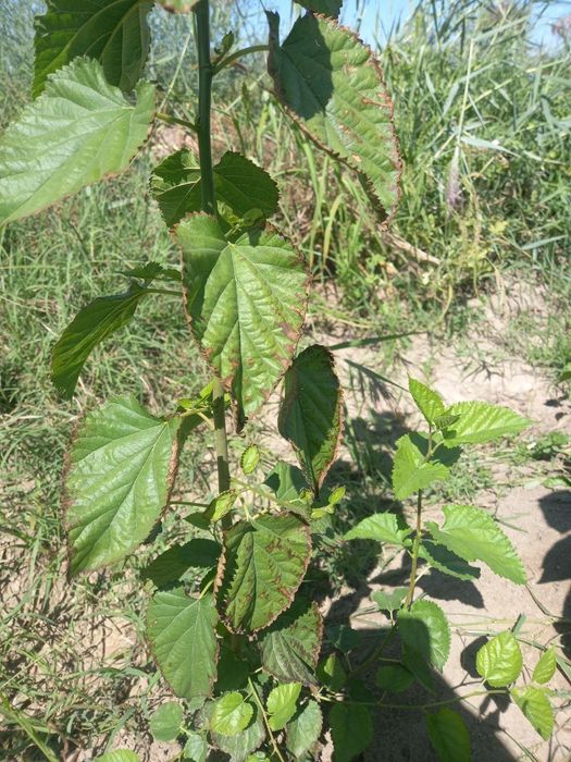 Xivada tut ko'chatlari sotiladi