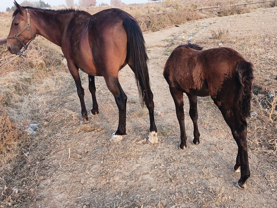 Biya sotiladi ona bola 4 chi qorin bolasi