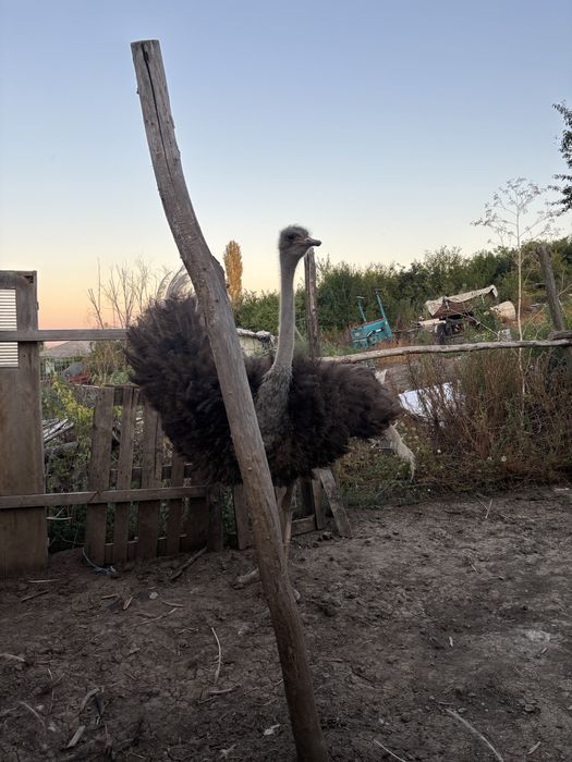 Struț femelă de vanzare