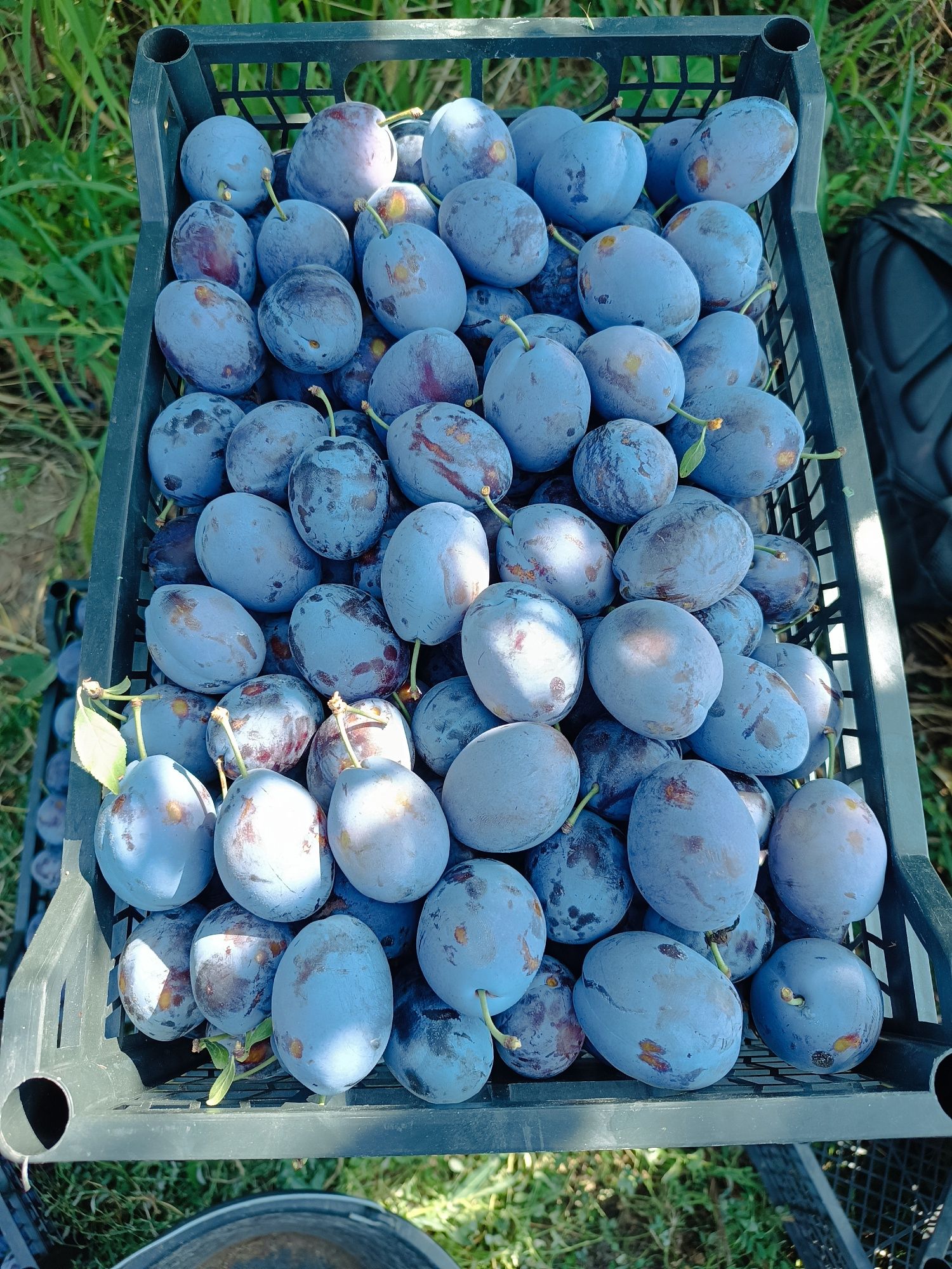 Продам местную сливу