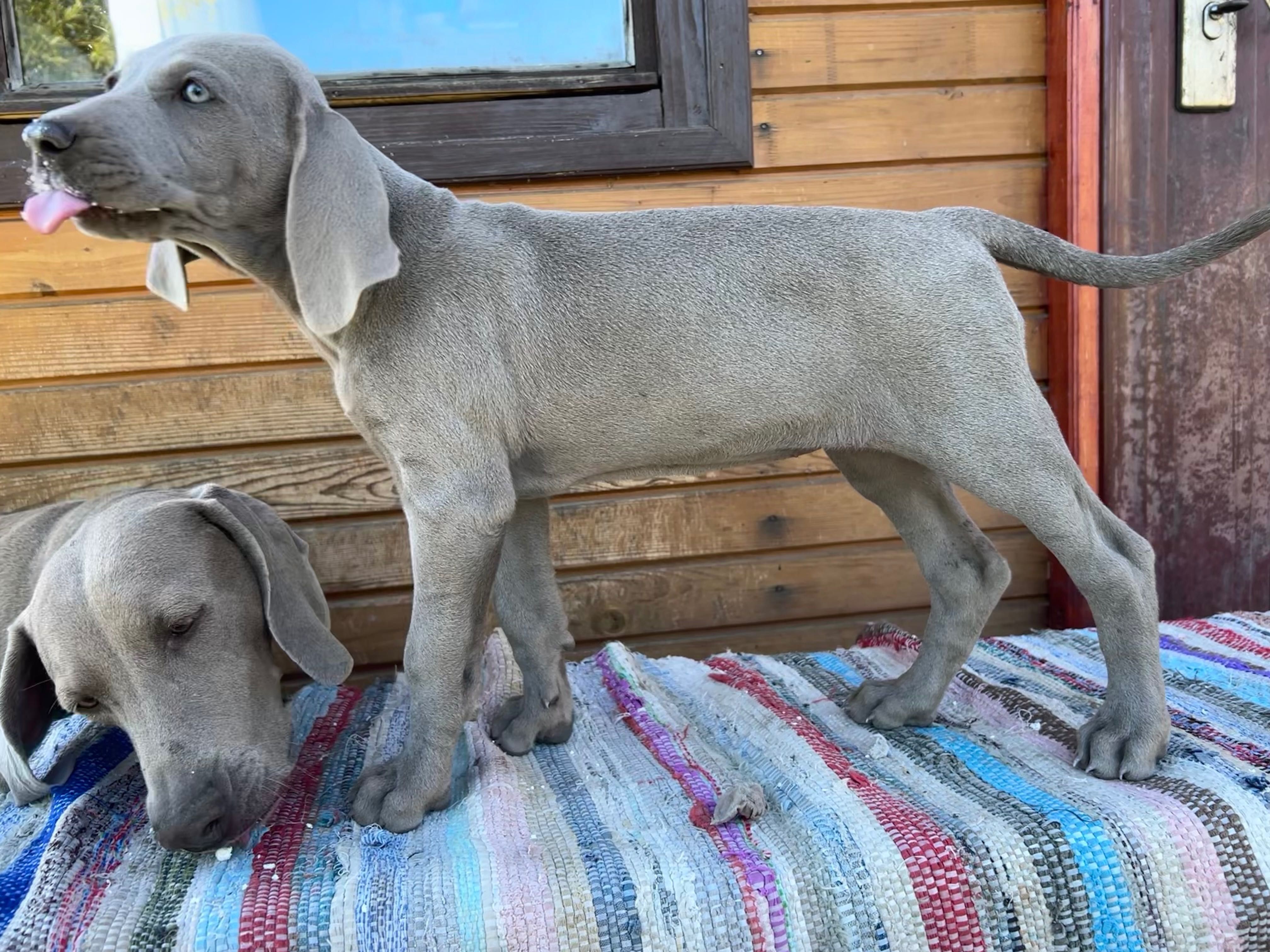 Pui weimaraner cu pedigree