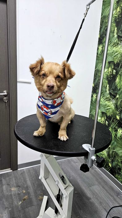 Frizerie canina și petshop