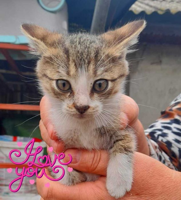 Adoptie pui de pisica tigrat