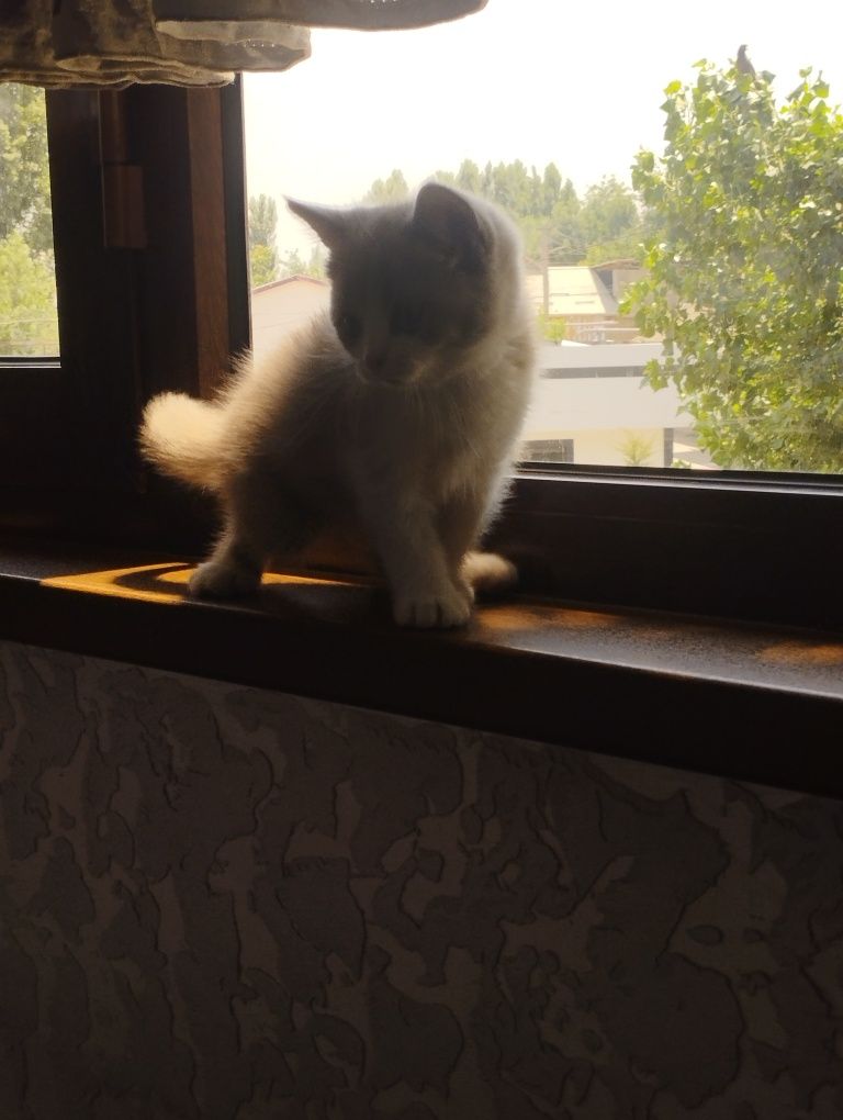 Muahuk sotiladi narxi 100$ Parodasi  British Longhair Bicolor