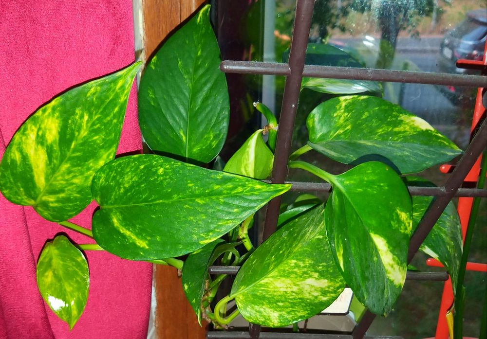 Epipremnum aureum sau Iedera diavolului