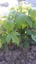 Vand butași  zmeura polka remontant