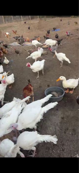 Vand curci si curcani