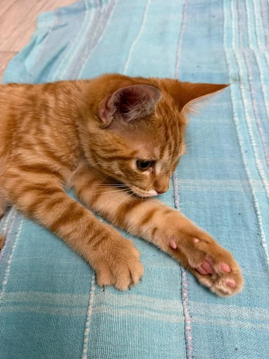 Котенок британец