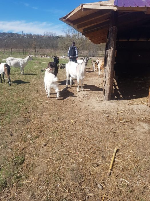 Vând Capre/ied/Tap/iezi/Capra