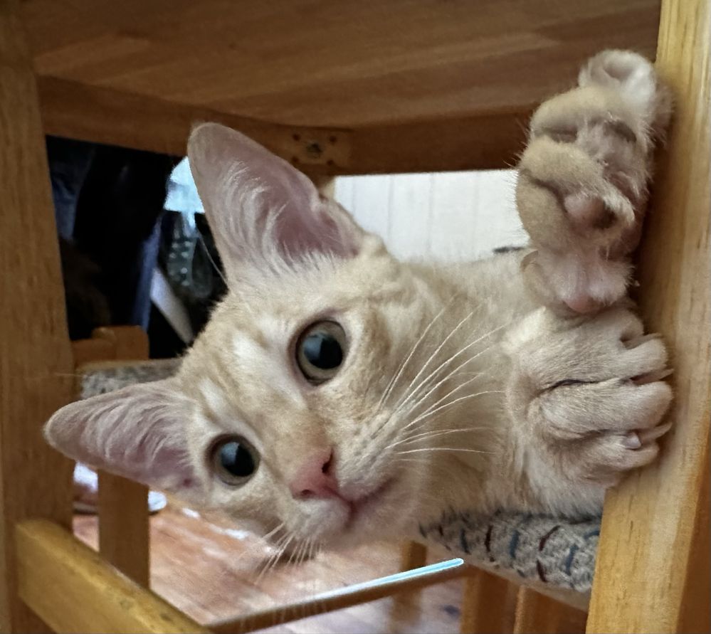 Отдам котят в хорошие руки.