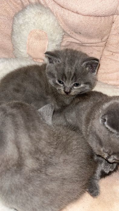 Pui de pisica Rasa: brithis short hair albastru