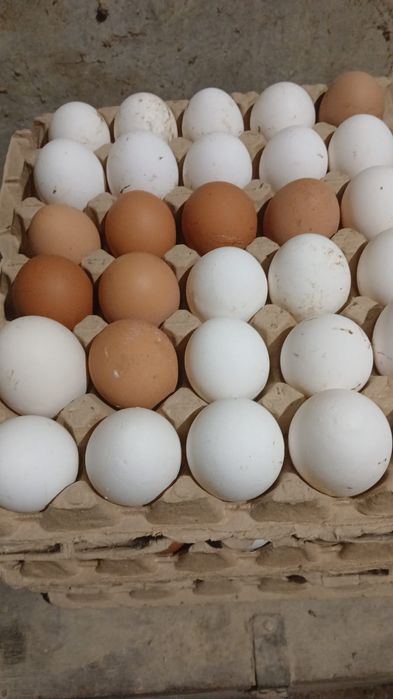 Продам домашнее яйцо.
