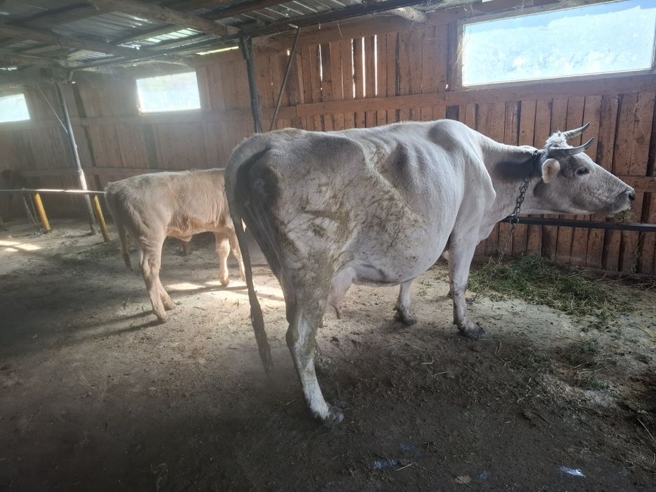 Vând vaca fatata