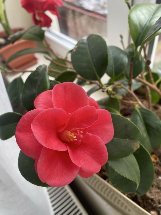 Camelia japonica 62 cm inaltime cu tot cu glastra