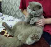 Продам Шотландского кота