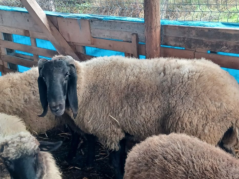 Berbec carabaș sârbesc