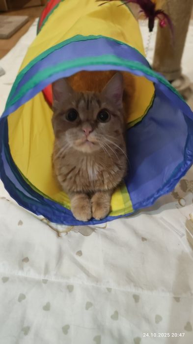 Стерилизованная и  очаровательная, рыжая красавица-Мишель!