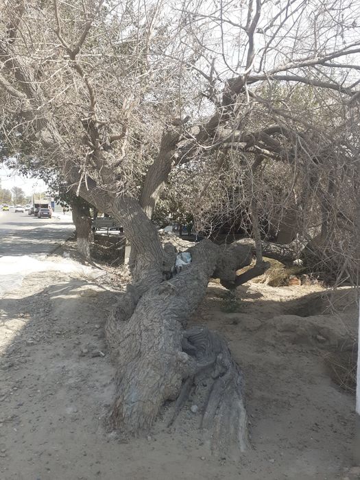 Qurigan katta tut daraxti sotiladi