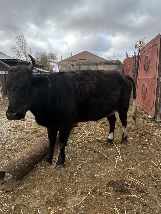 Семіз сиыр бар 4 ай бардақыда тұрған