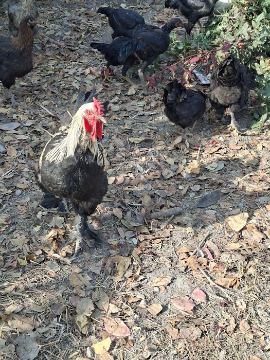 Кора товуклар домашний