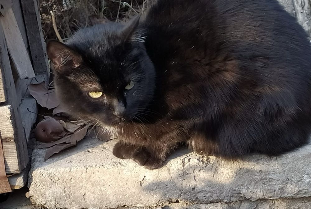 Отдам черную кошку в добрые руки