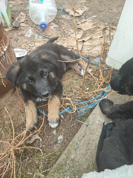 Подарявам тези зверчета на 2-месеца.Майка-каракачанка,баща-немец. Ли