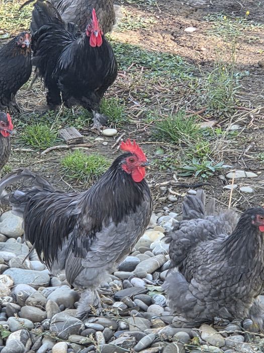 Găinii și cocoșii de vânzare.