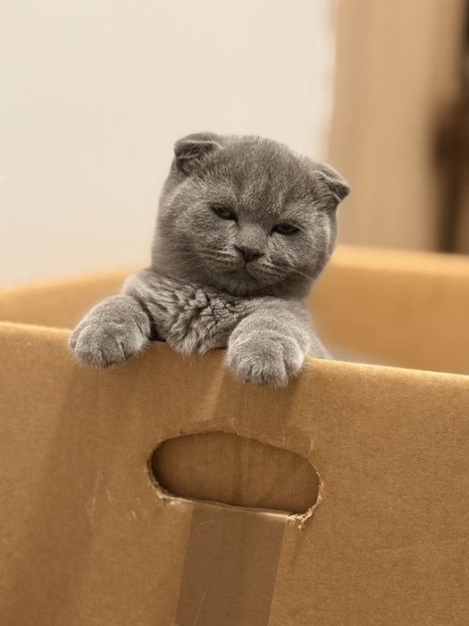 British Shorthair Blue