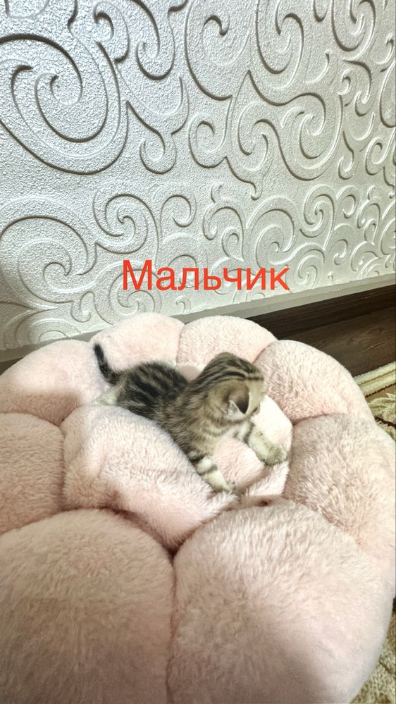 Продаётся чистокровный котята