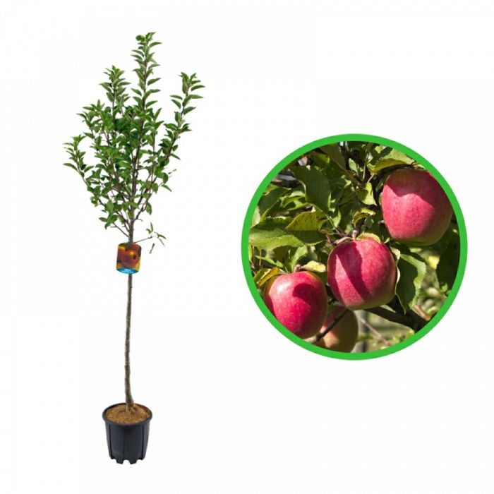 Pomi Fructiferi La Ghiveci (Màr )