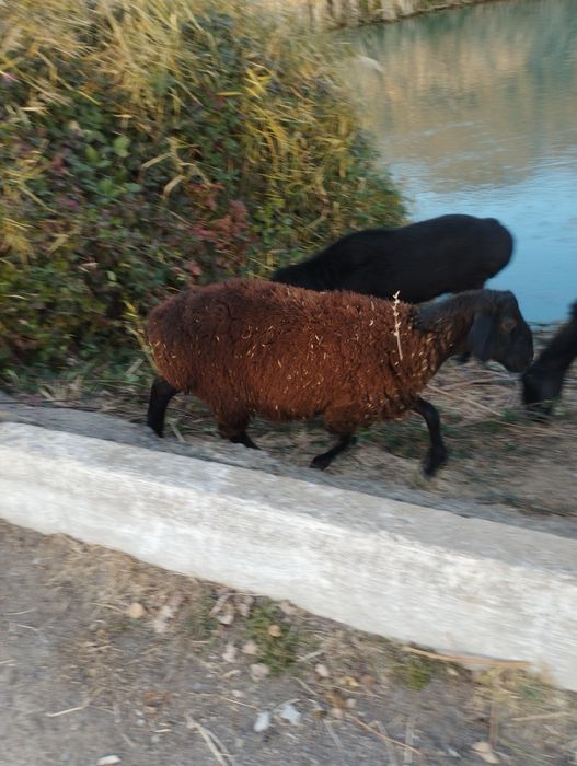 Кузилар сотилади иккта Хасан хусан