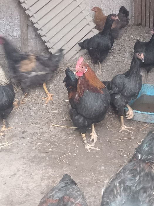 Jaydari xoʻrozlar sotiladi