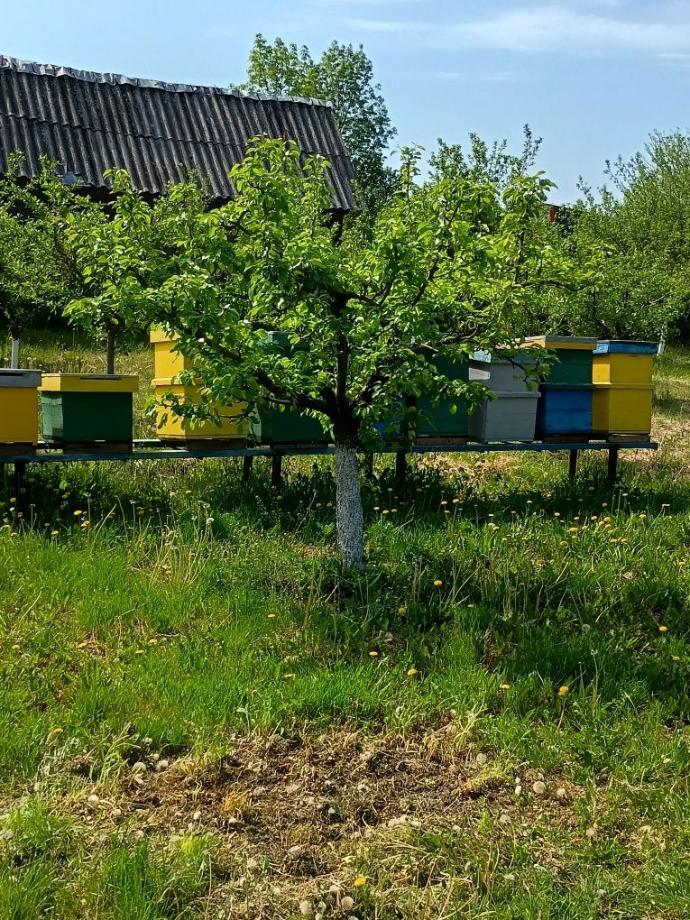 Vând cutii de stupi cu rame
