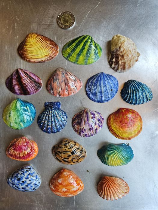 Красивые ракушки.