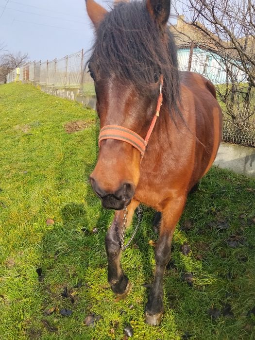 Iapă de doi ani jumate