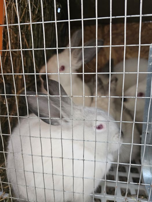 Кролики калифорнийские евро