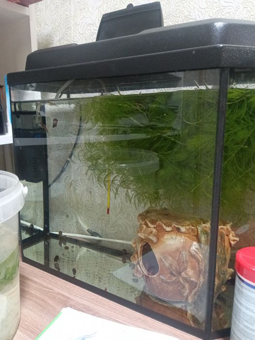 Продам аквариум с рыбками