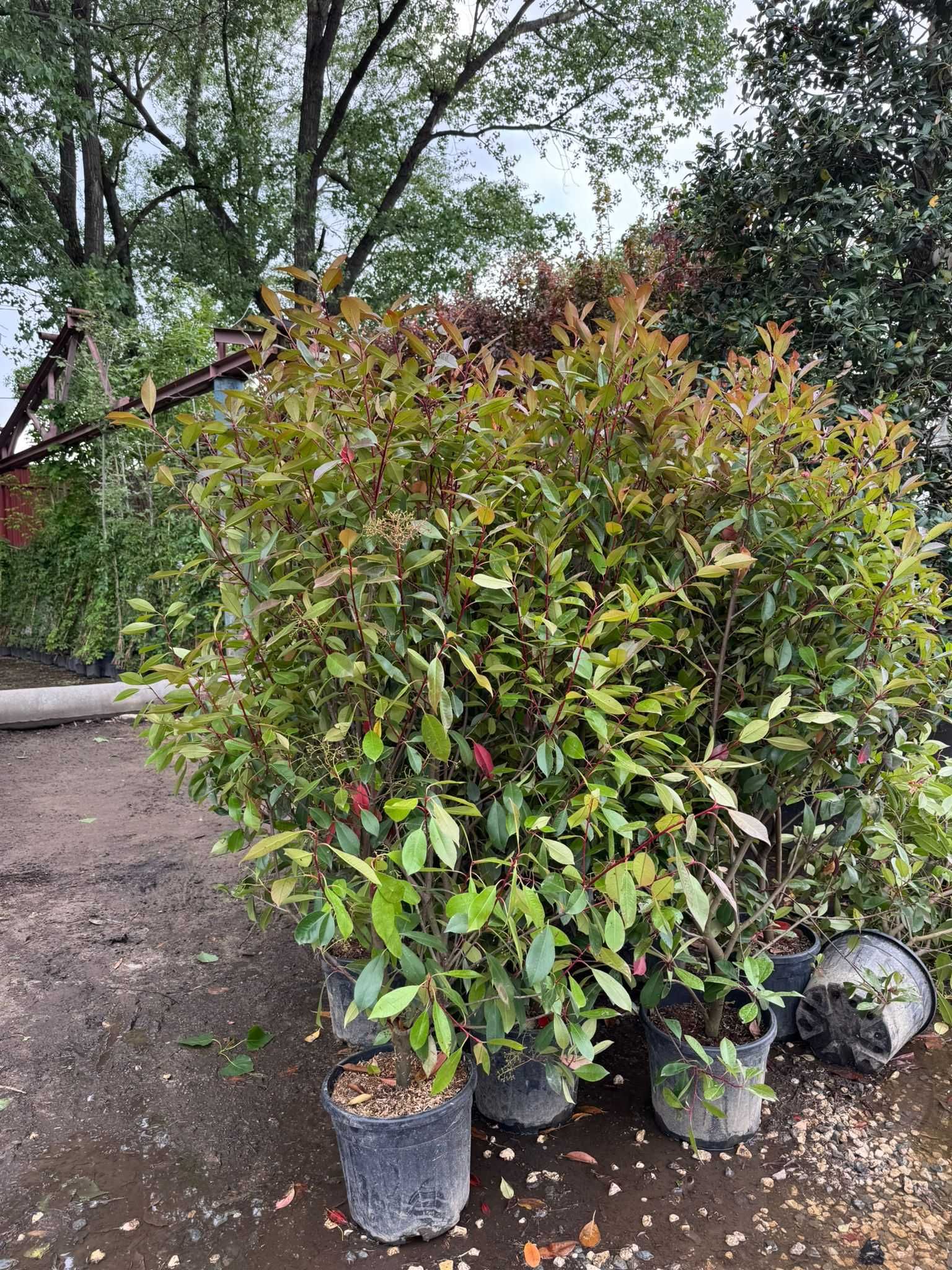 Photinia – Gard viu elegant + Transport + Montaj