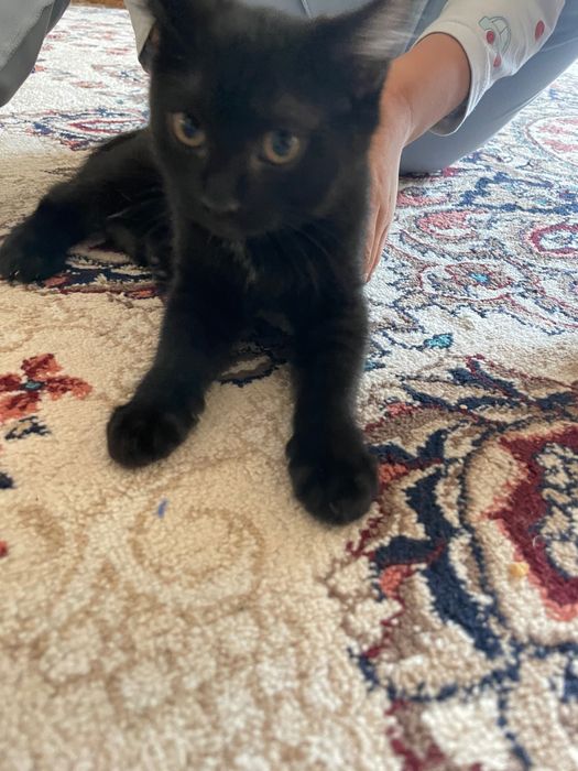 Котёнок в хорошие руки