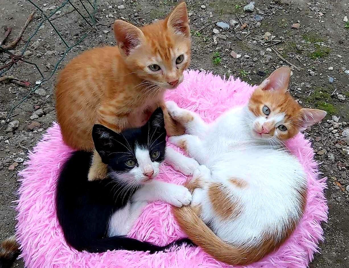 Подарявам котета