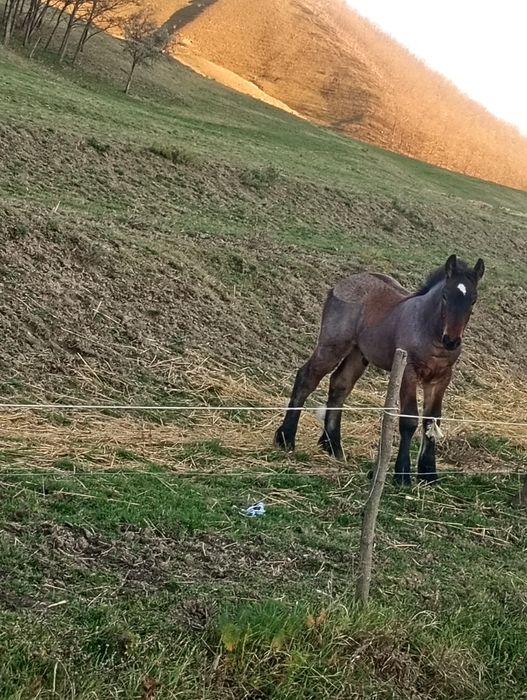 Vând manz de 4 luni