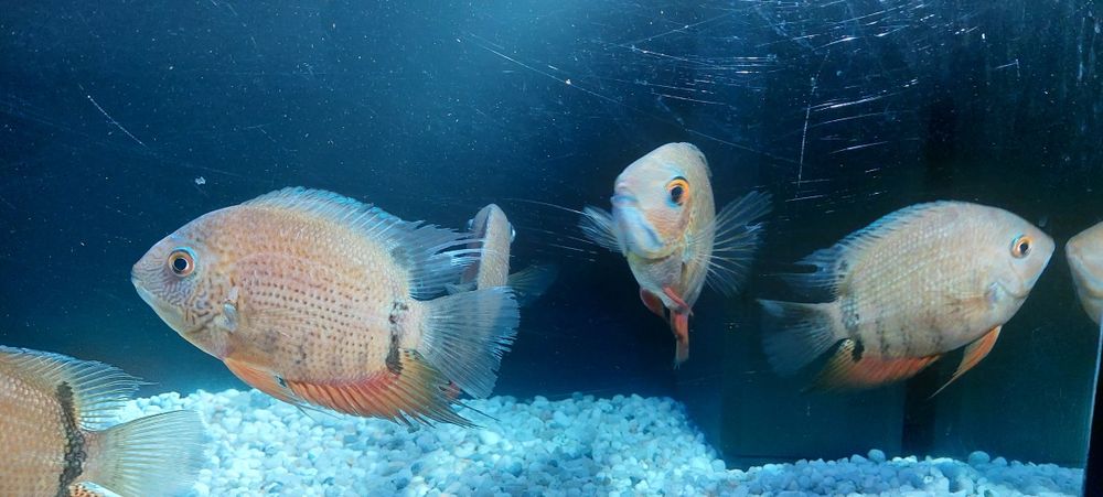 Ciclide americane severum