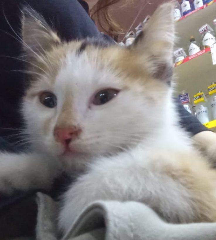 Котенок девочка ищет дом