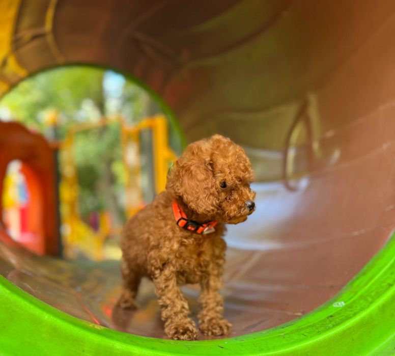 Pudel toy miniature fetita