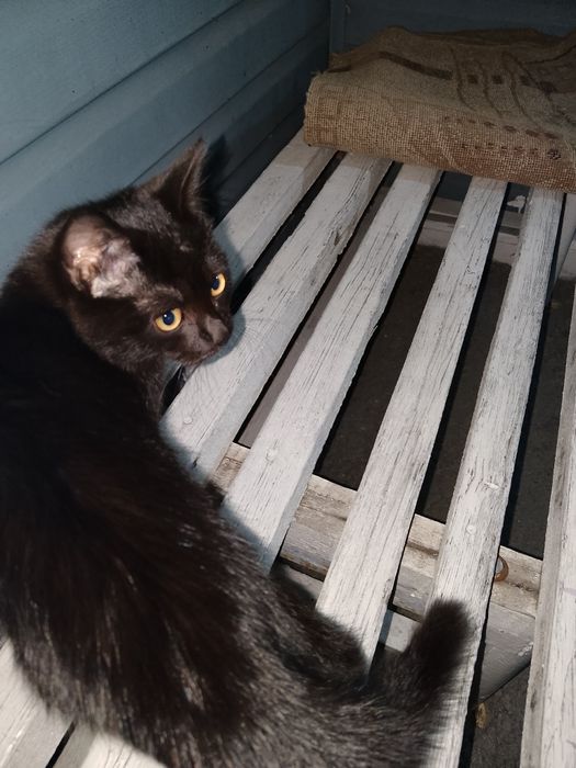 Отдам в добрые ответственные ручки  черного котенка , примерно 1-1,5 м