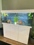 Acvariu Juwel 240 l cu Stand. Bonus: 1 cub de sticla de 30 l