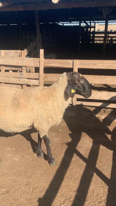 Berbeci de vânzare!